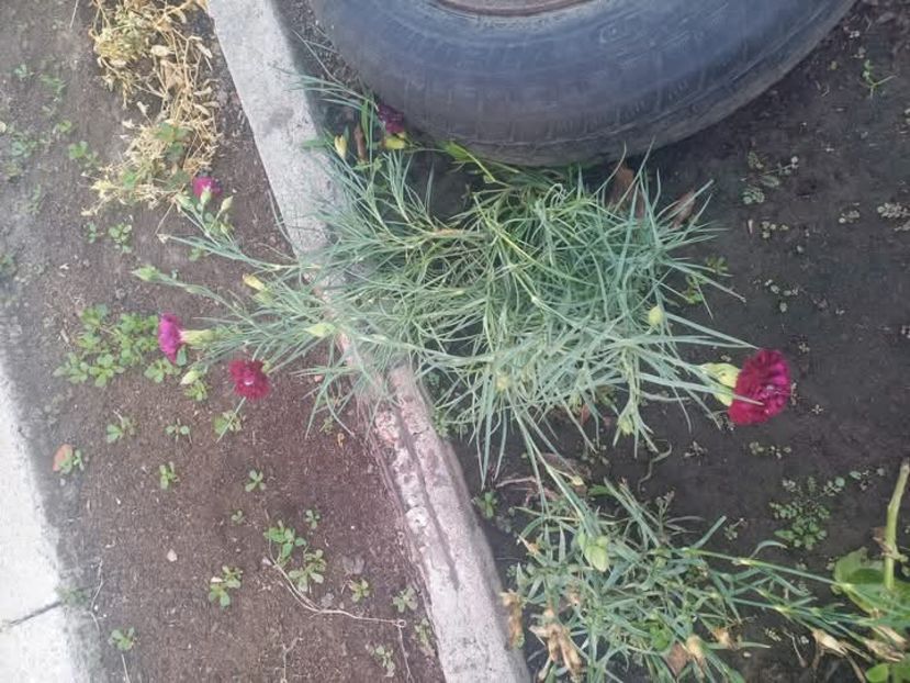 Garofite - Florile mele