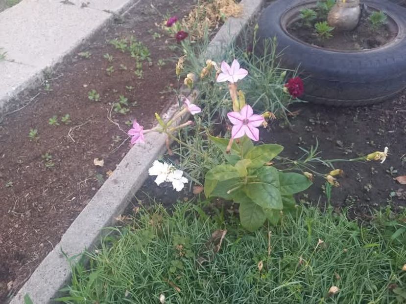 Regina noptii - garofite - Florile mele