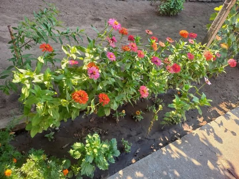 Carciumarese - Florile mele