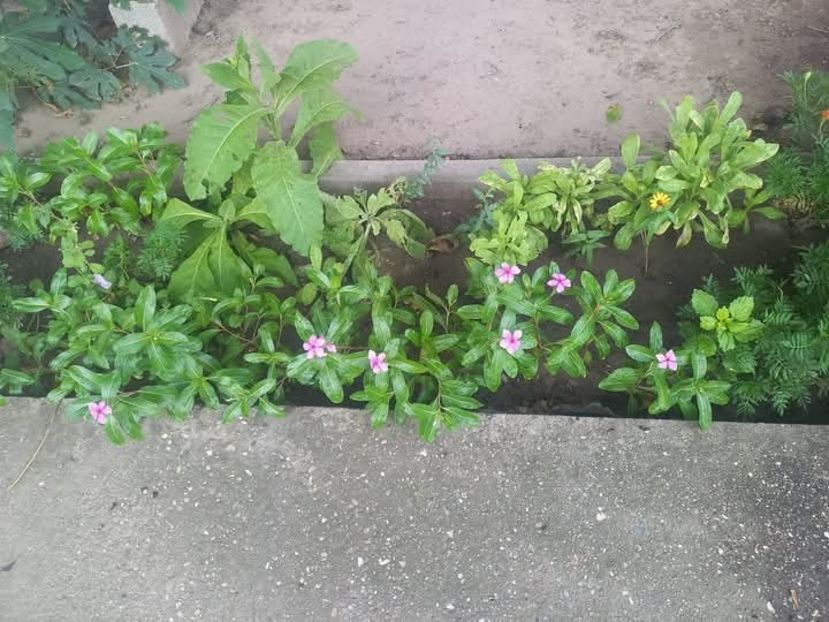  - Florile mele