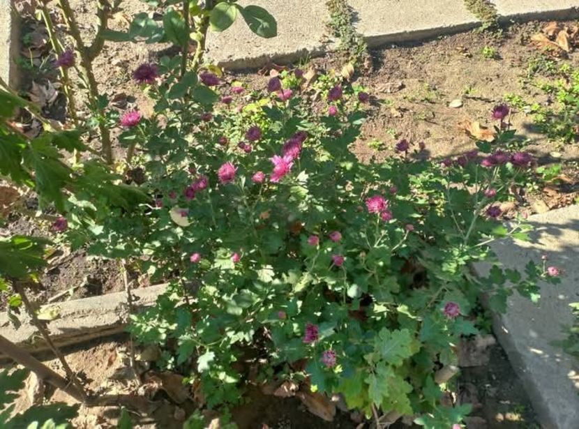 Crizanteme - Florile mele