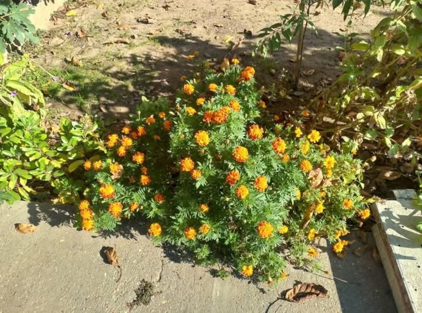 Craite pitice - Florile mele