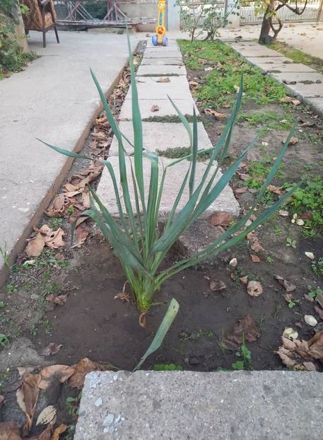 Yucca - Florile mele