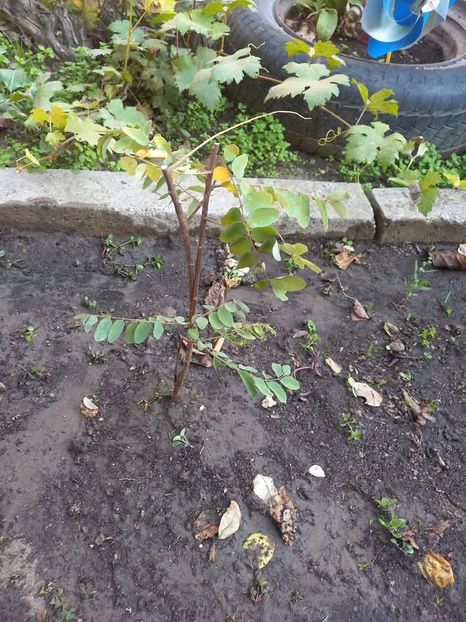 Salcam mov - Florile mele