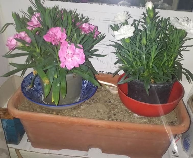 Garofite - Florile mele