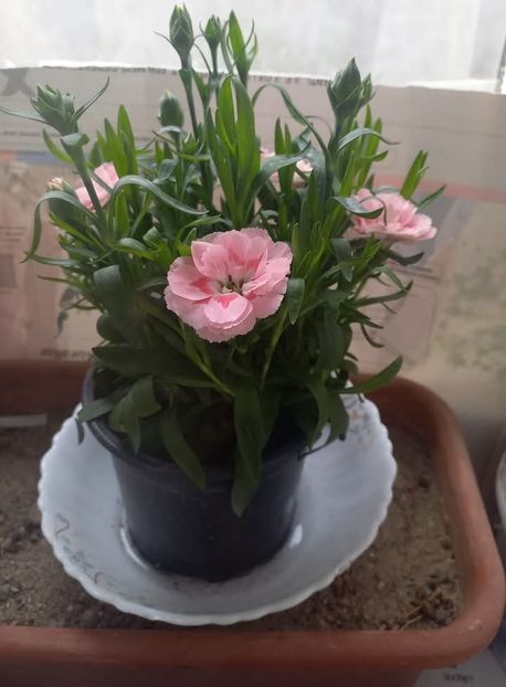 Garofite - Florile mele