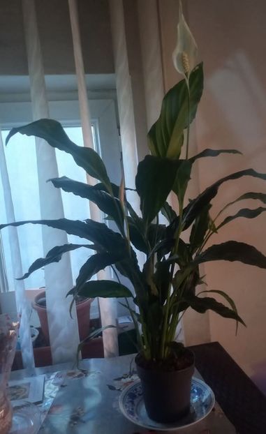Crinul pacii - Florile mele