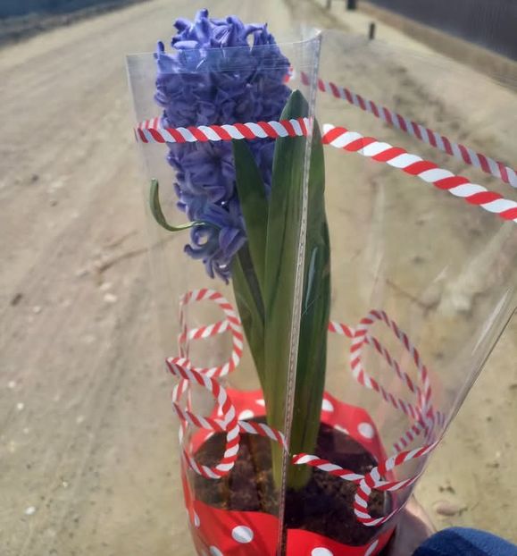 Zambila - Florile mele