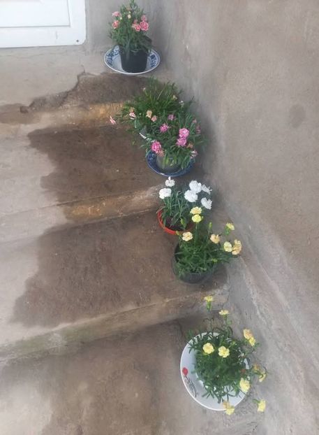 Garofite - Florile mele