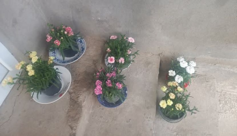 Garofite - Florile mele