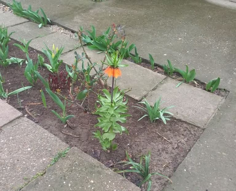 Fritillaria orange beauty - crinul pastelui - Florile mele