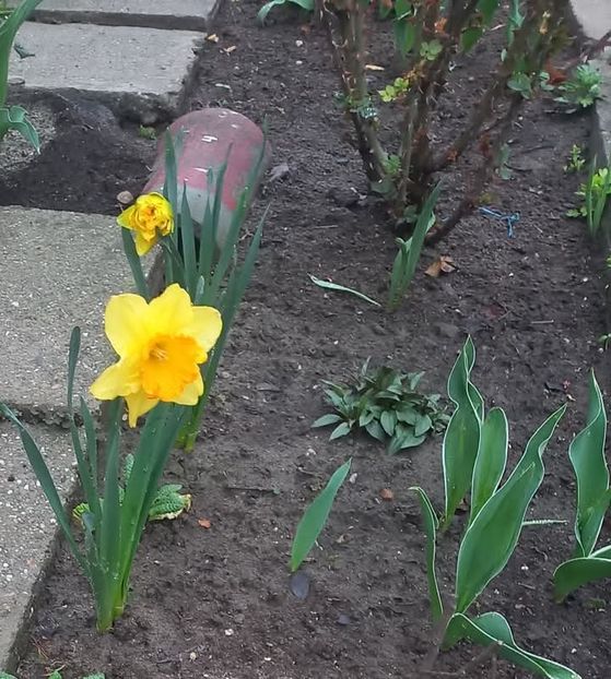 Narcise tete-a-tete - Florile mele