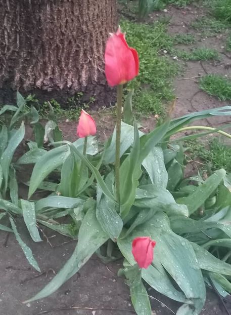Lalele - Florile mele