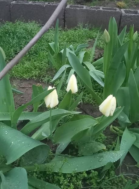 Lalele - Florile mele