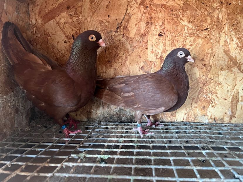 1 - 8-perechi matca 2025