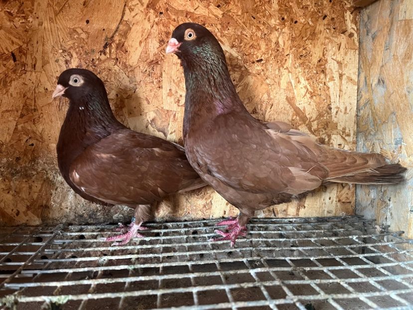  - 8-perechi matca 2025