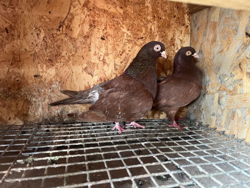 2 - 8-perechi matca 2025