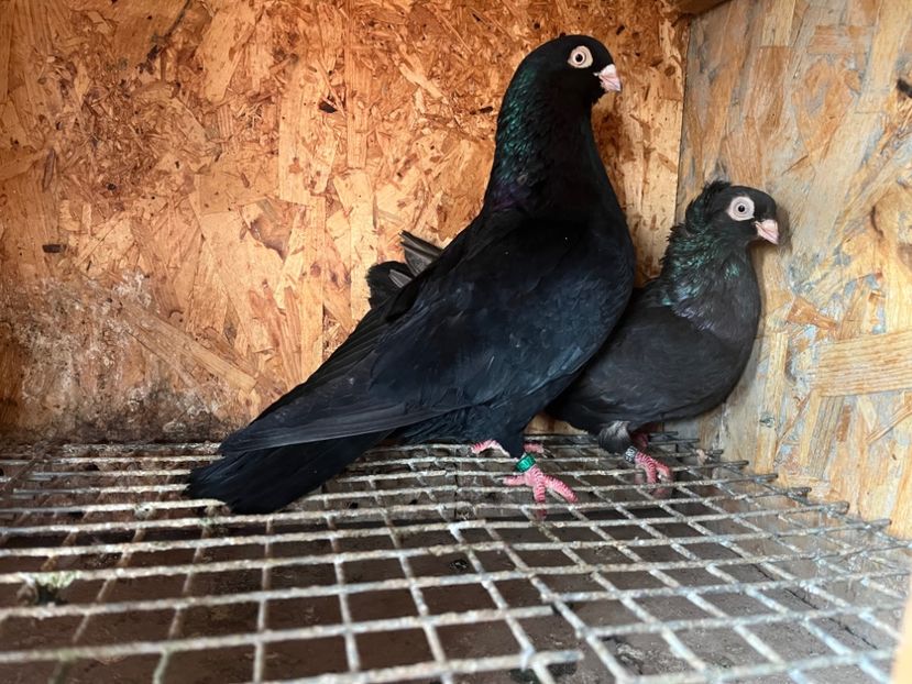 3 - 8-perechi matca 2025