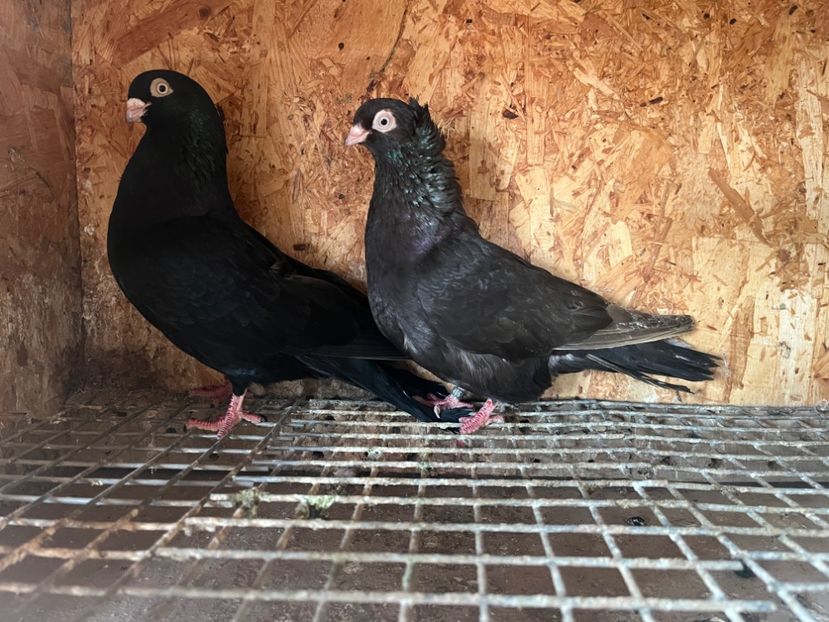  - 8-perechi matca 2025