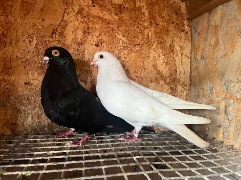  - 8-perechi matca 2025