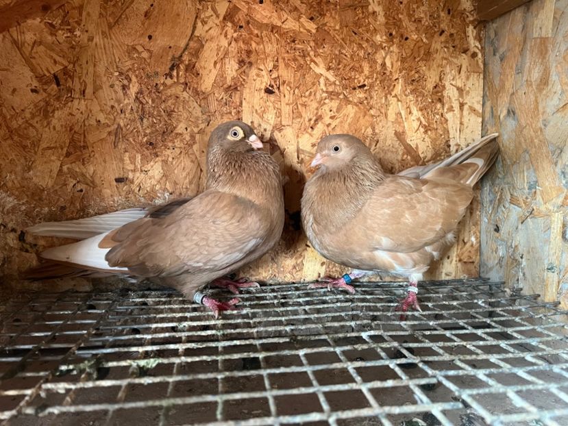  - 8-perechi matca 2025