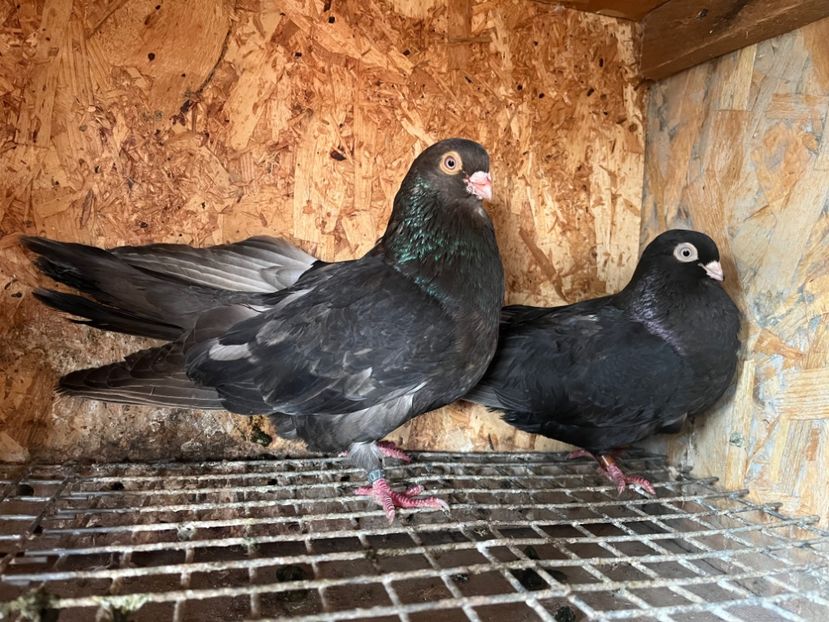  - 8-perechi matca 2025