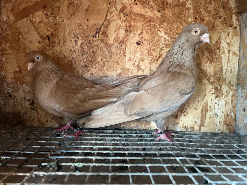 8 - 8-perechi matca 2025