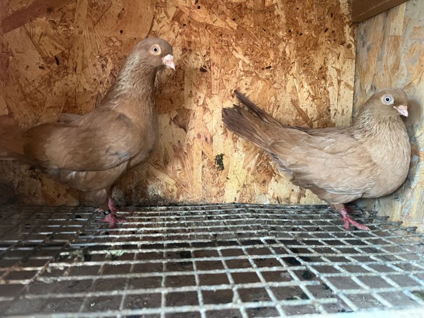  - 8-perechi matca 2025