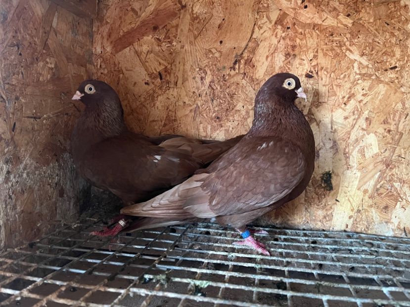  - 8-perechi matca 2025