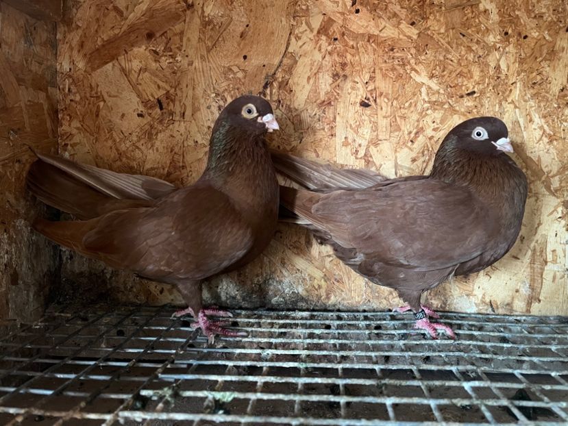 12 - 8-perechi matca 2025