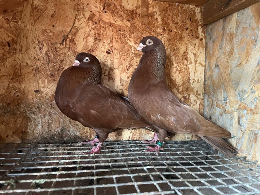  - 8-perechi matca 2025