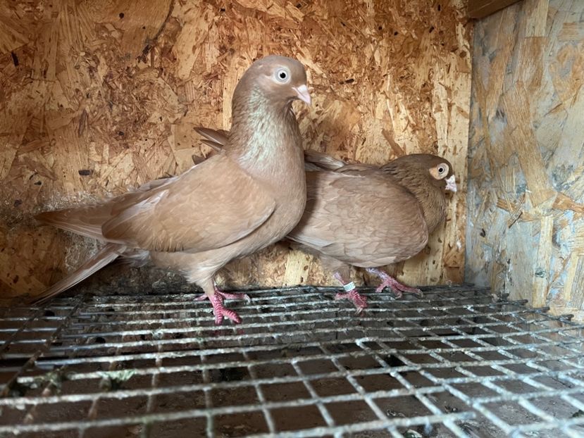 13 - 8-perechi matca 2025