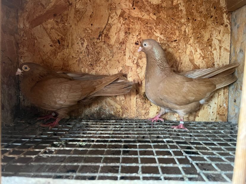  - 8-perechi matca 2025