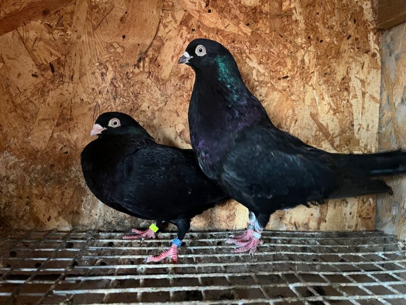 14 - 8-perechi matca 2025