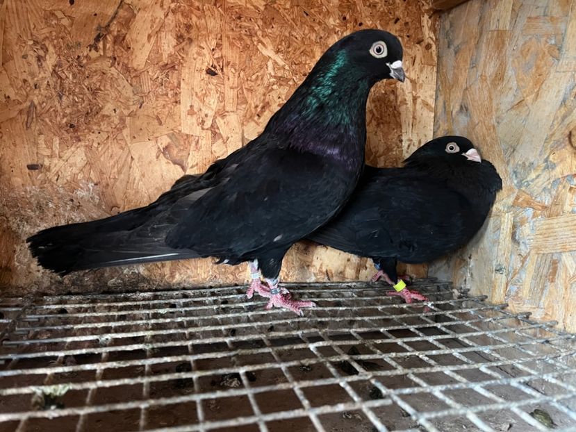  - 8-perechi matca 2025