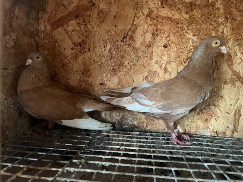 15 - 8-perechi matca 2025