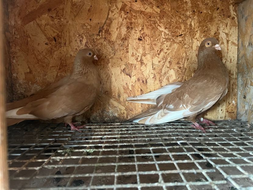  - 8-perechi matca 2025