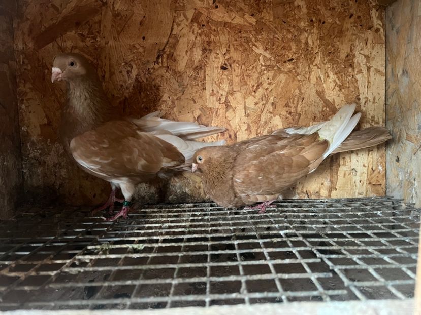 16 - 8-perechi matca 2025