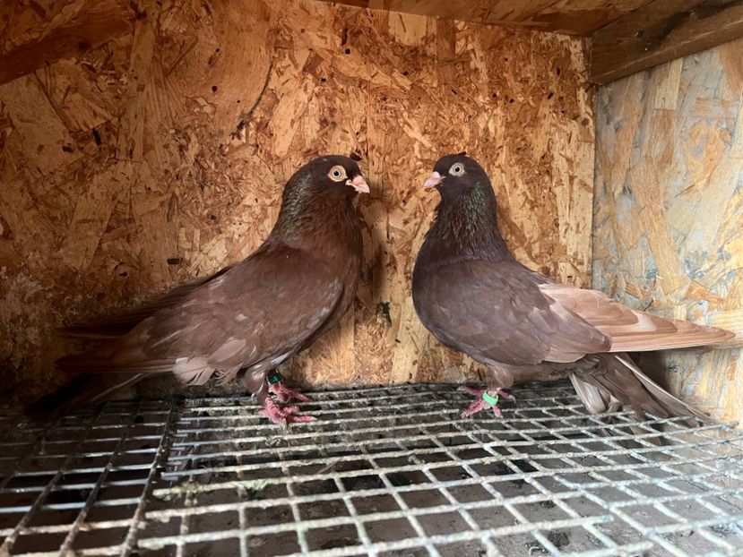  - 8-perechi matca 2025