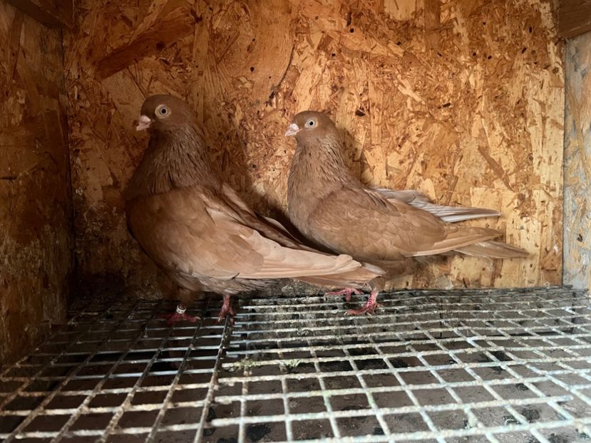 18 - 8-perechi matca 2025