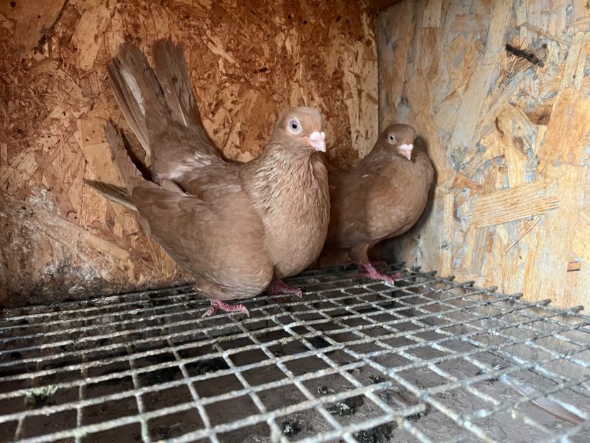 19 - 8-perechi matca 2025