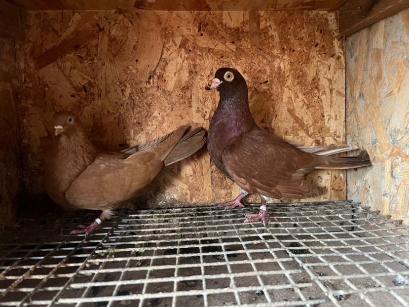  - 8-perechi matca 2025