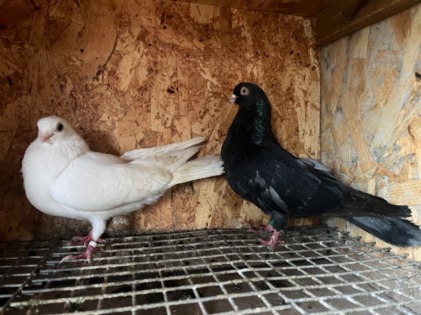 23 - 8-perechi matca 2025