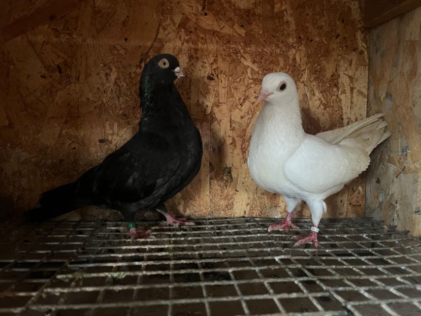  - 8-perechi matca 2025