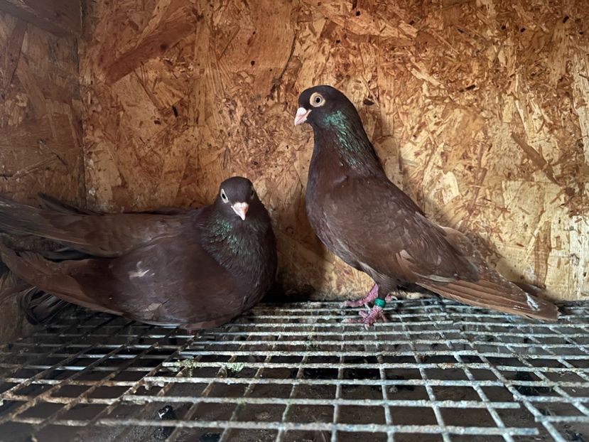 25 - 8-perechi matca 2025