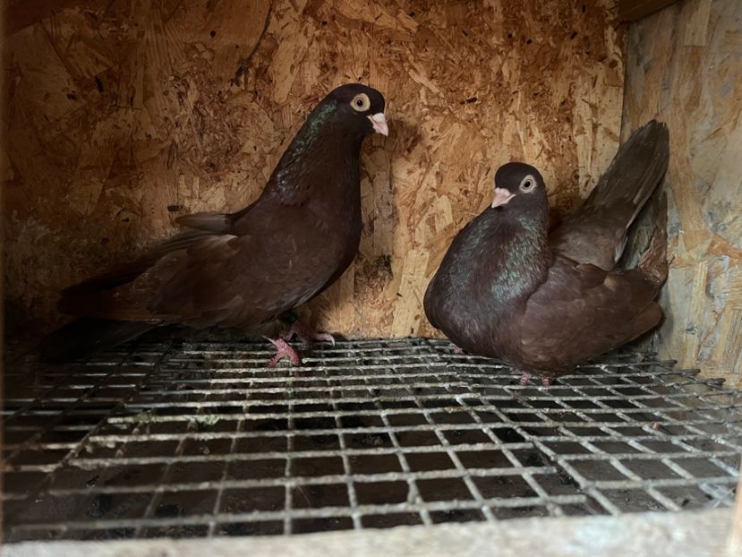  - 8-perechi matca 2025