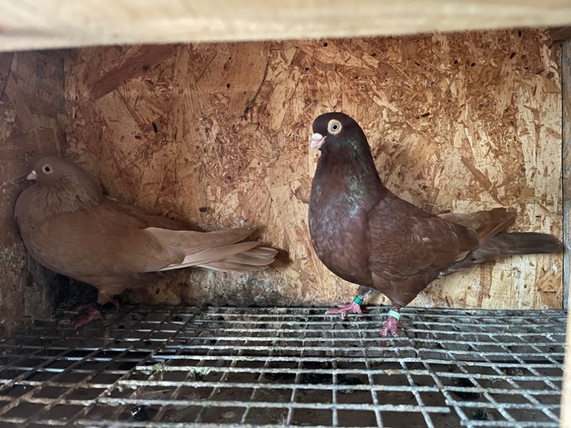  - 8-perechi matca 2025