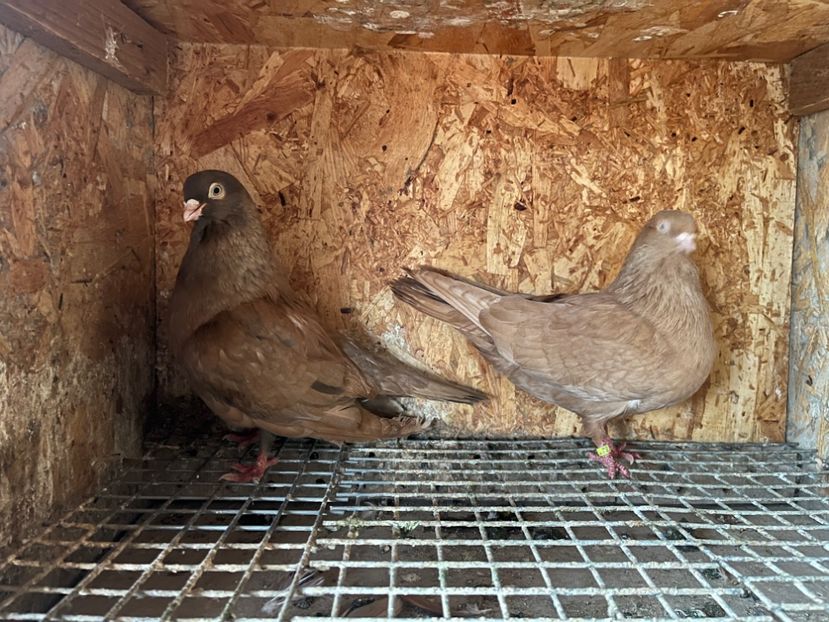 27 - 8-perechi matca 2025