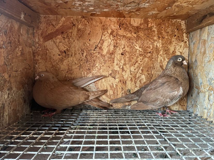  - 8-perechi matca 2025