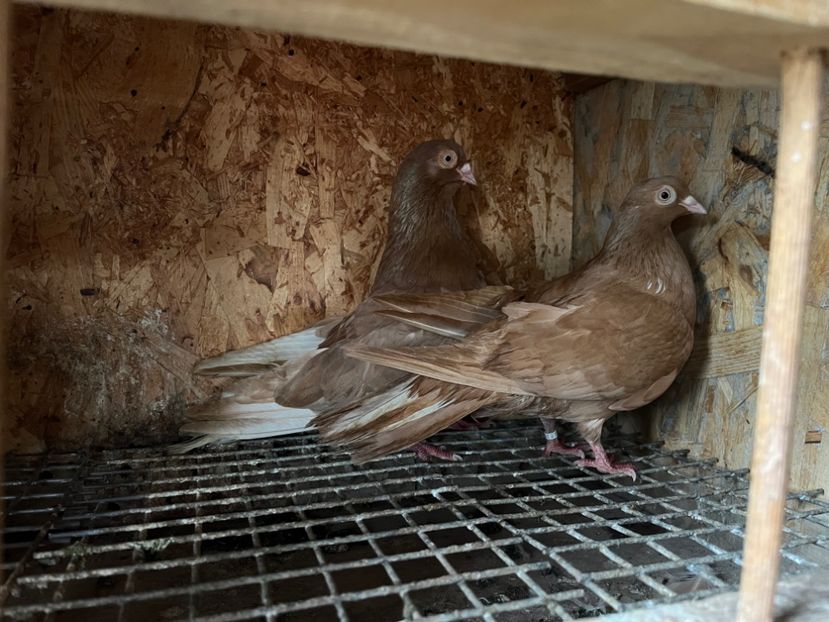 28 - 8-perechi matca 2025